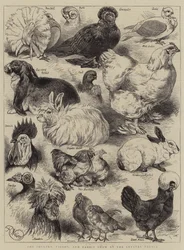 The Poultry, Pigeon, and Rabbit Show at the Crystal Palace